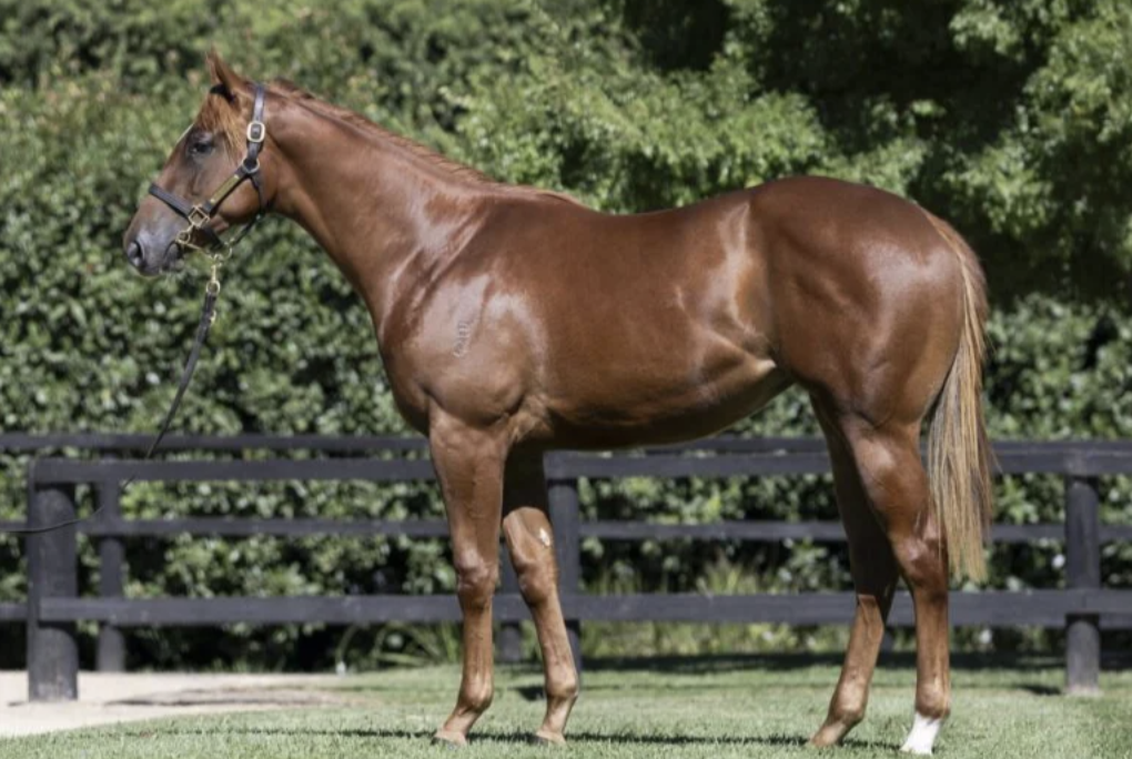 Latest Weekly Listings – Nicconi, Toronado and Russian Camelot
